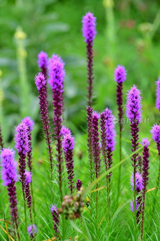 Liatris pycnostachya /炽星